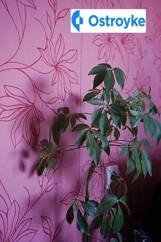 Жемайте Юлии улица — фото 1