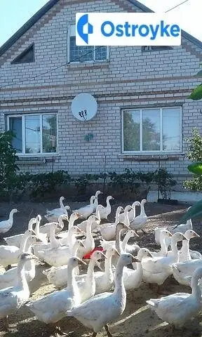 Школьная