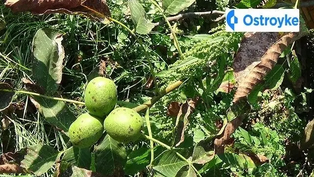 Комарова — фото 3