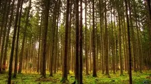 Начни свой бизнес -продам усадьбу на 50 сотках в Сосновом Бору
