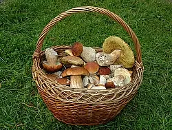 Начни свой бизнес -продам усадьбу на 50 сотках в Сосновом Бору — фото 2