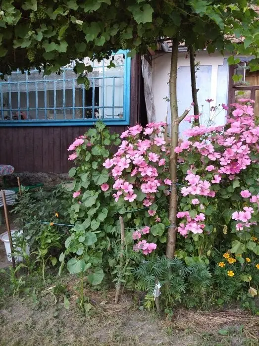 Продаж будинку і землі (Рогатин, село Колоколин) — фото 4