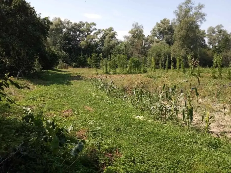 Продам земельну ділянку,35соток,с.Спас — фото 4