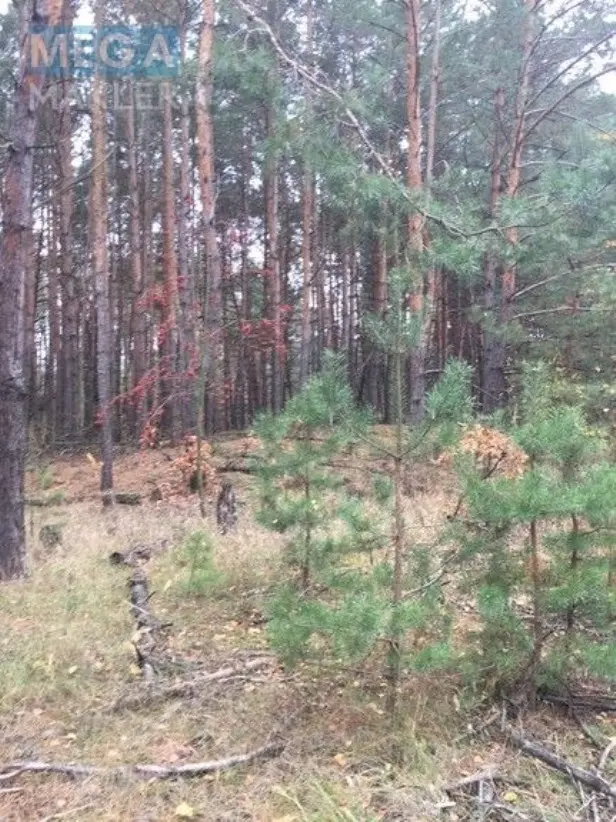 Продам участок возле леса с. Старое — фото 2