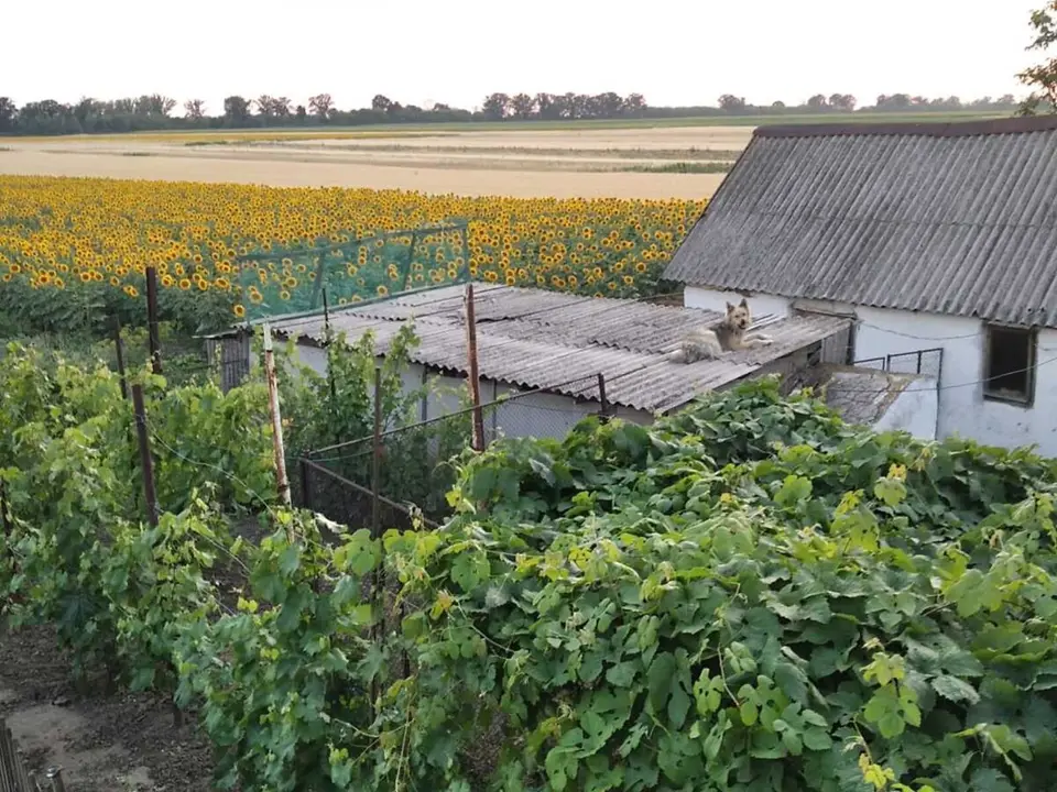 Продається будинок з 1 гектаром землі в с. Тавежня Харківської області — фото 3