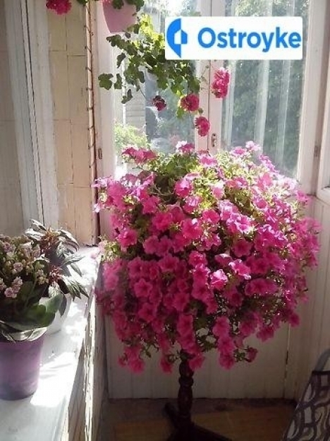 Фото 2 Продаж Квартир пр. Волі