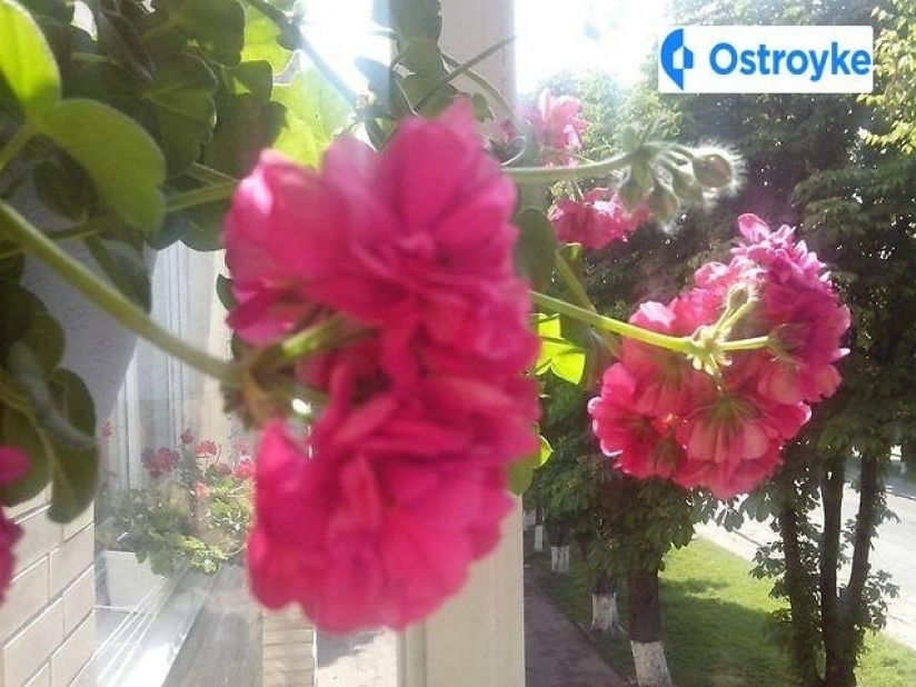 Фото 1 Продаж Квартир пр. Волі