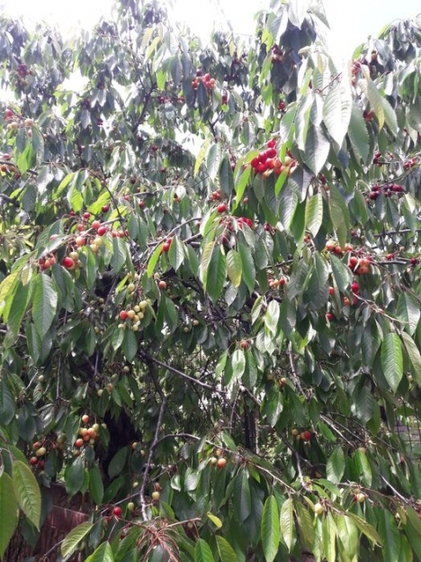 Фото 4 Продаж Квартир Дом (правый берег) ТЕРМІНОВО