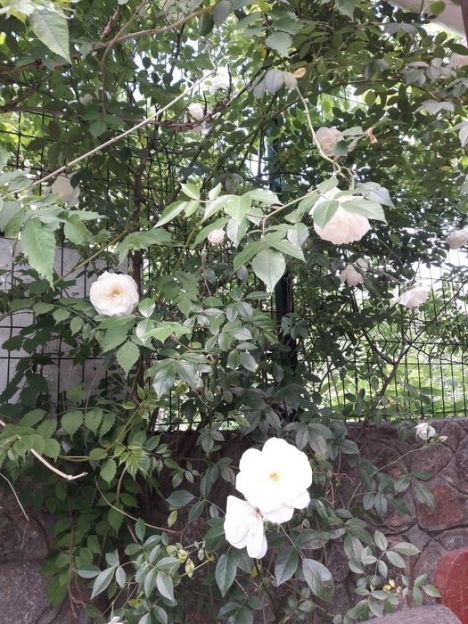 Фото 5 Продаж Квартир Дом (правый берег) ТЕРМІНОВО