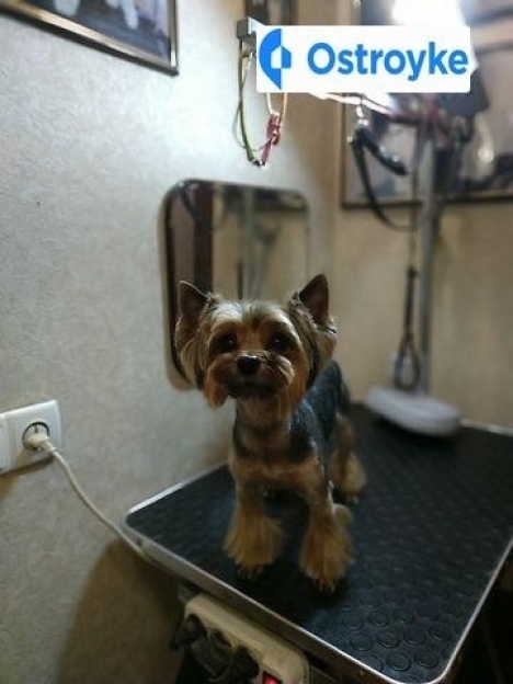 Фото 5 Продаж Квартир Строителей